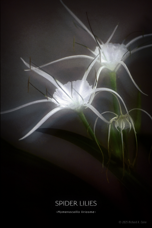 Spider Lilies_French Quarter, a.png